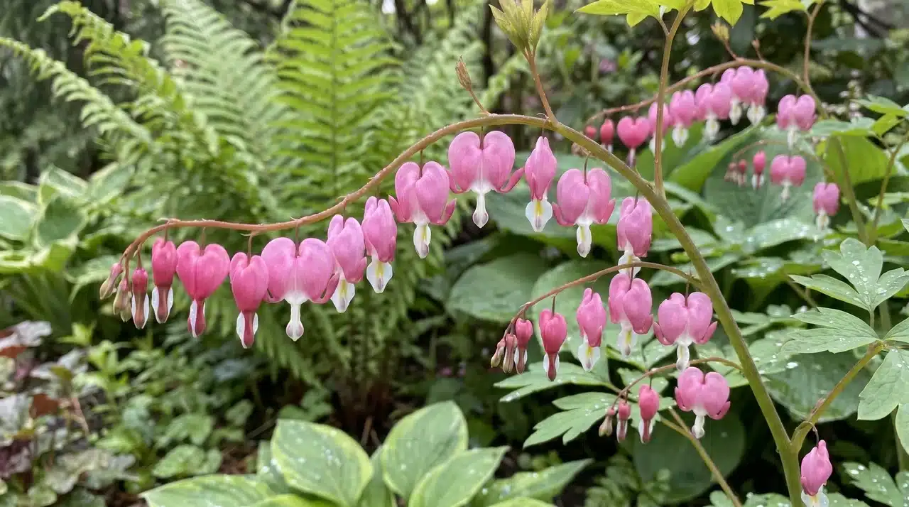 Pink bleeding heart flowers hanging from arching stems.
