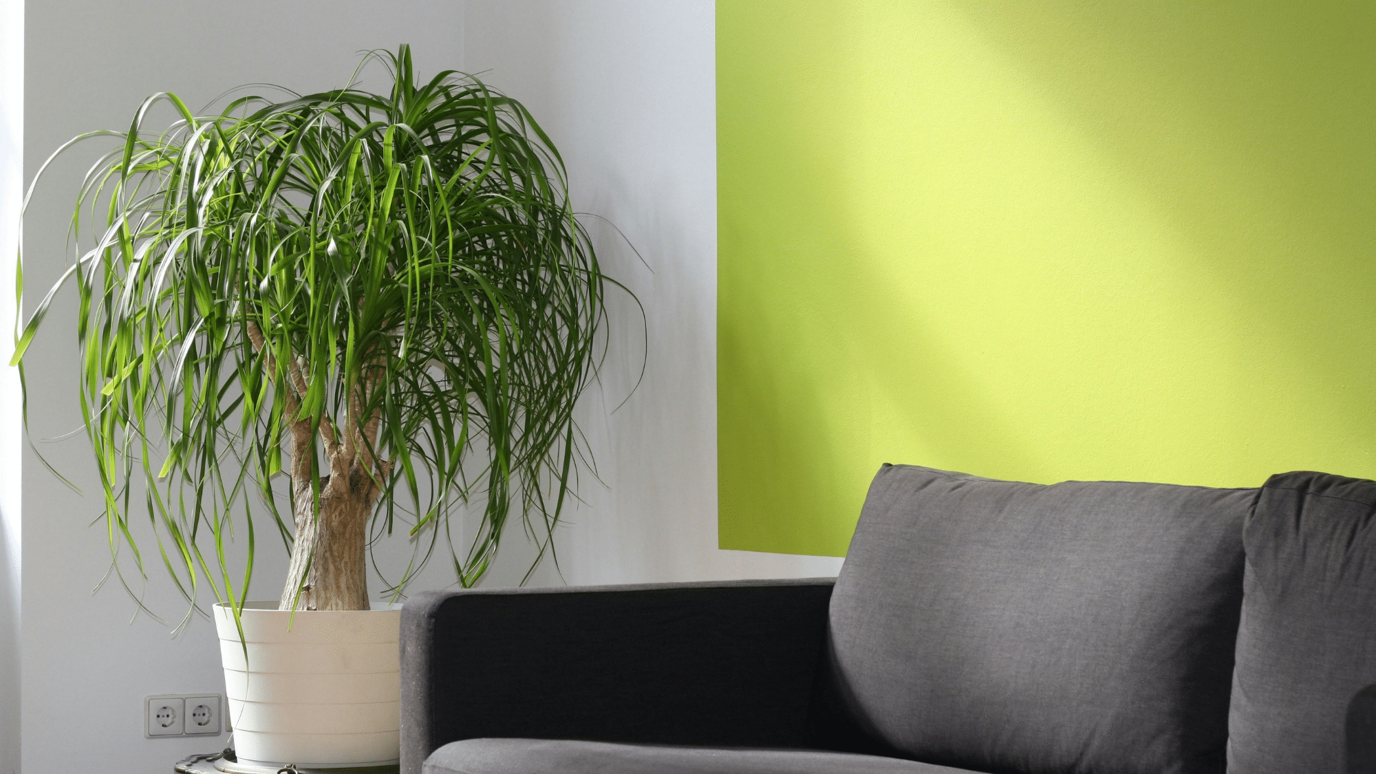 Bright modern living room with green accent wall, sofa, and a dracaena Marginata plant placed in a sunlit corner.