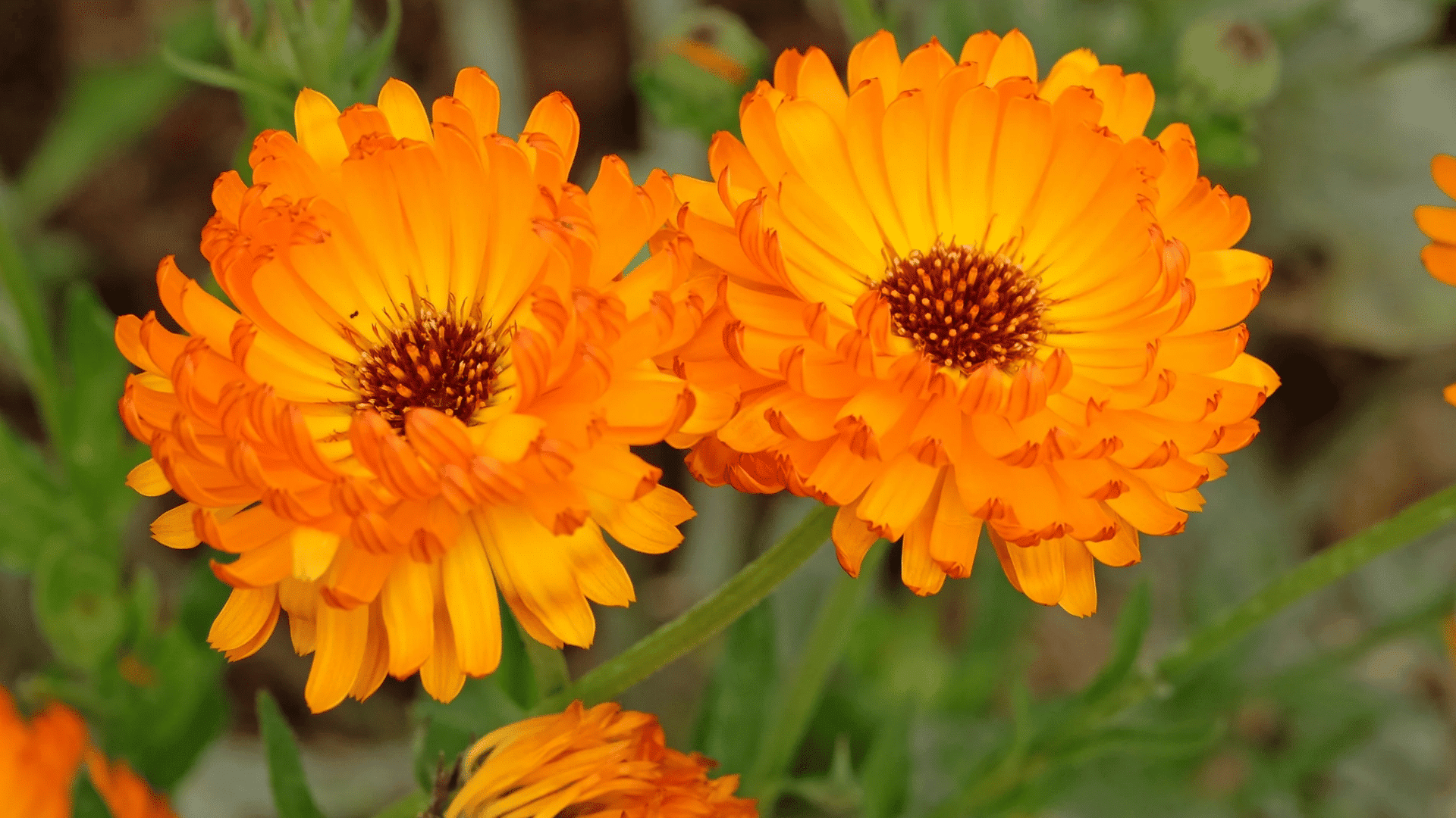 bright orange calendula flowers blooming in a garden with layered petals and green foliage in soft focus background