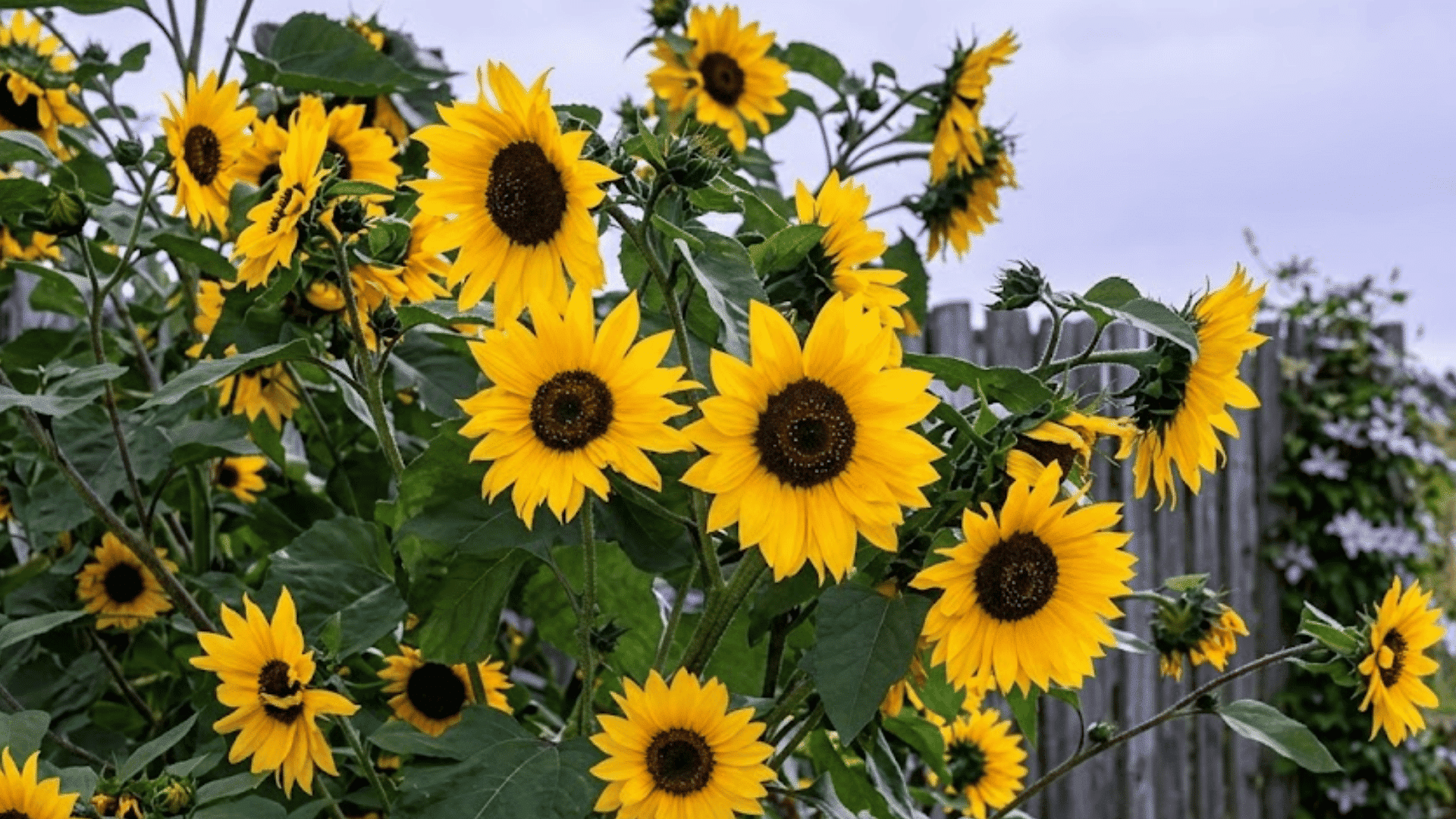 bright yellow sunflowers with dark centers blooming beside a wooden fence in a garden with open countryside in the background
