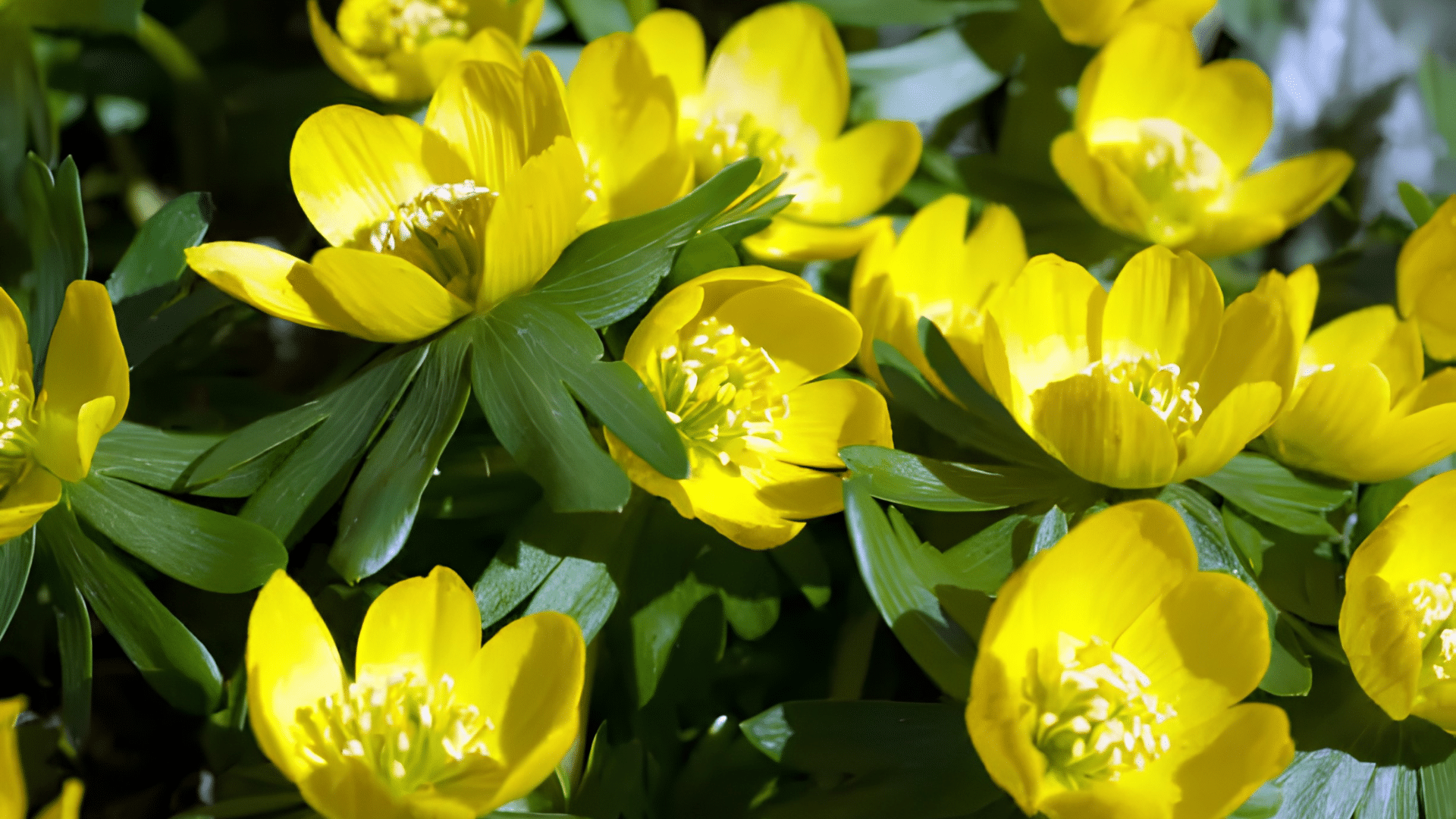 bright yellow winter aconite flowers blooming among glossy green foliage