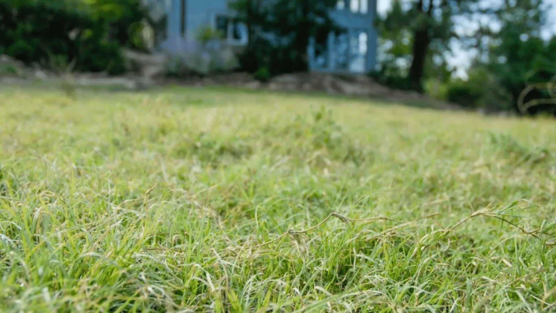 buffalo grass with soft blue green blades and drought tolerant growth suited for dry lawns and open yards