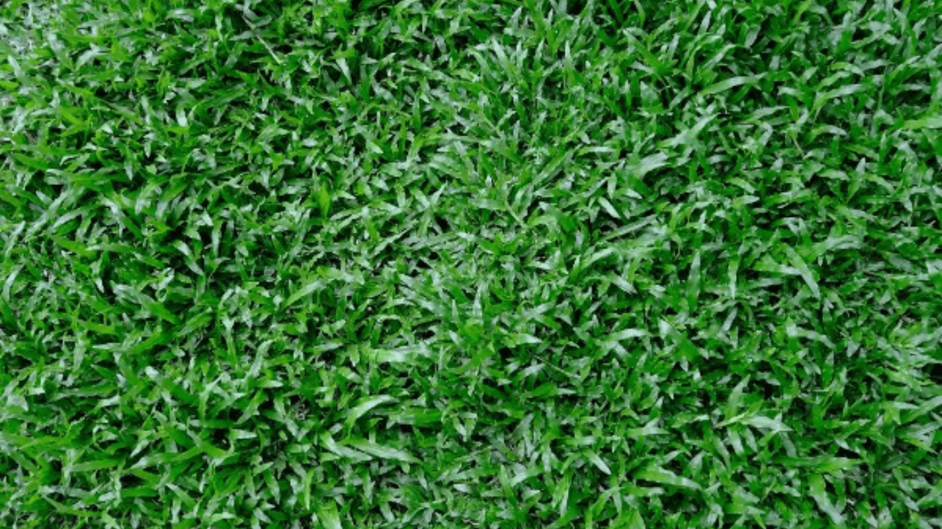 carpetgrass with low dense growth and broad green blades suited for warm wet lawn areas and yards (1)