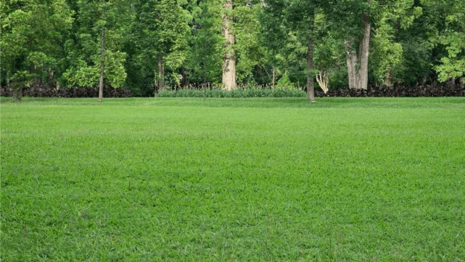 centipede grass with light green blades and low growing turf suited for warm lawns with simple upkeep (1)