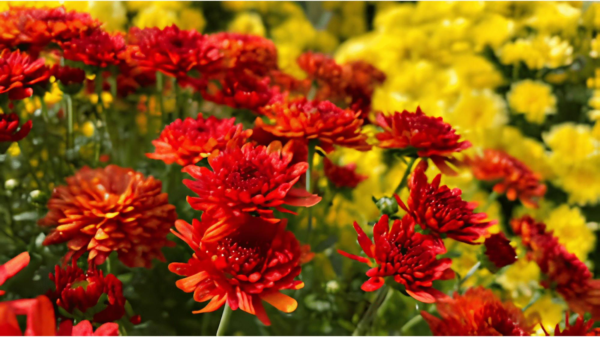 Chrysanthemum vibrant colour flower.