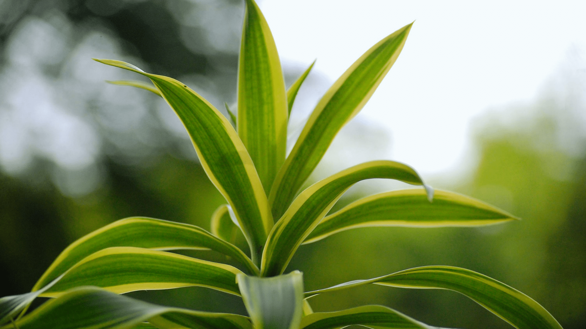 Close-up of a green dracaena plant showing lush foliage with a softly blurred outdoor background.