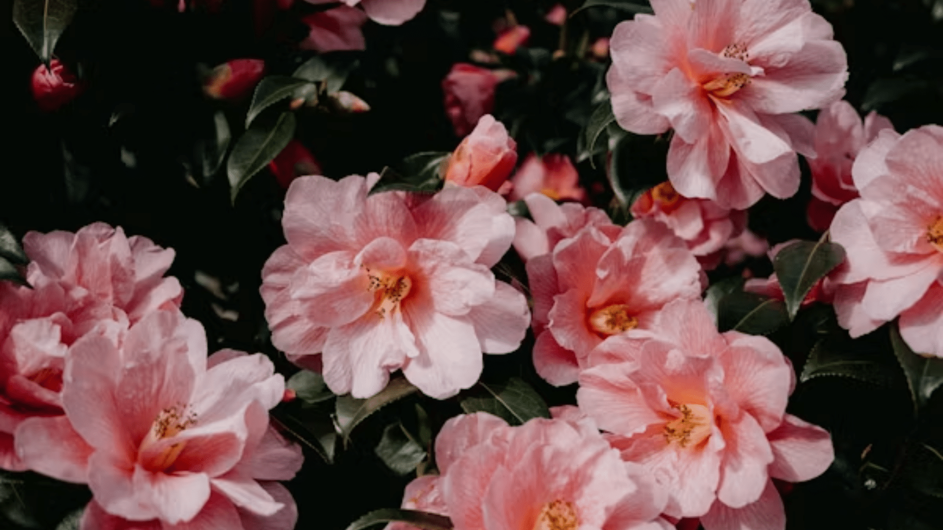 cluster of soft pink camellia flowers blooming among dark green leaves