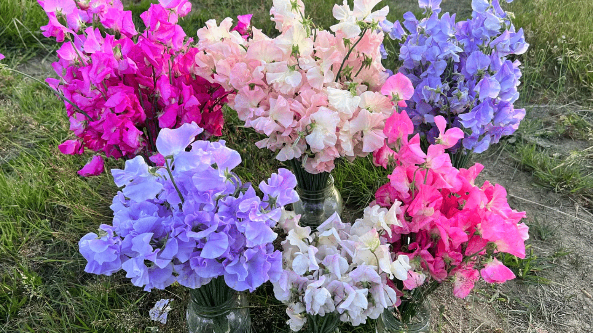 Colourful sweet pea winter flower in glass pot.