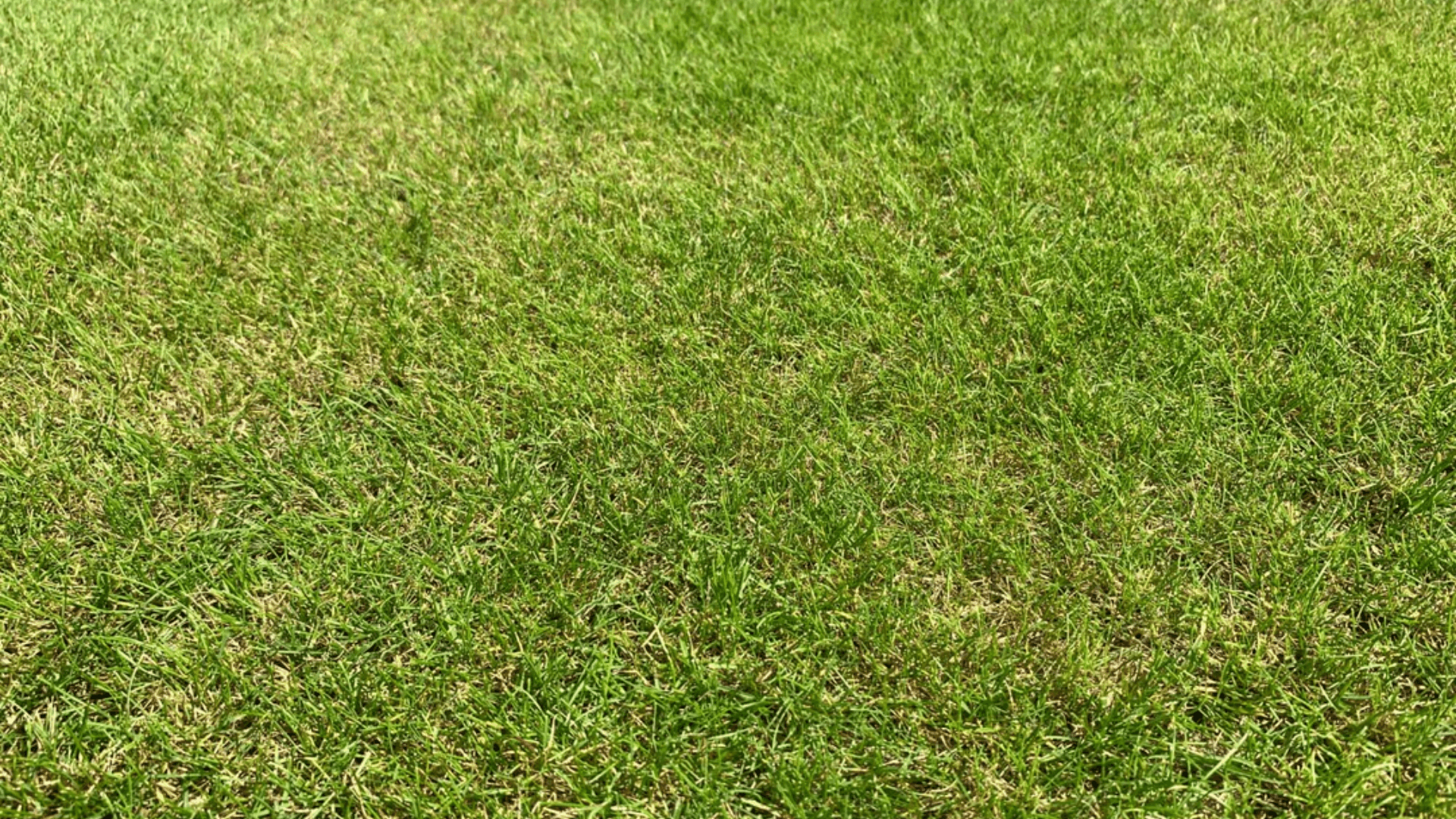 creeping red fescue with fine narrow blades spreading across shaded lawns and cool outdoor spaces (1)