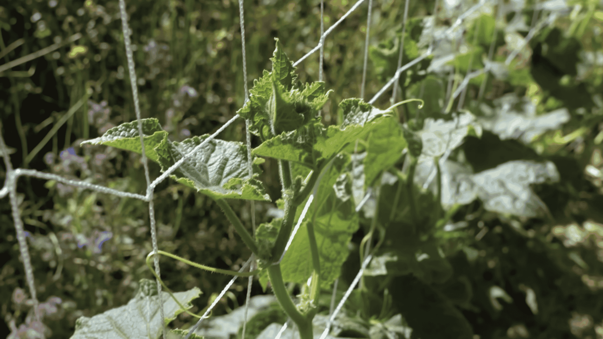 cucumber vine climbing a net trellis with green leaves and curling tendrils in a sunlit garden