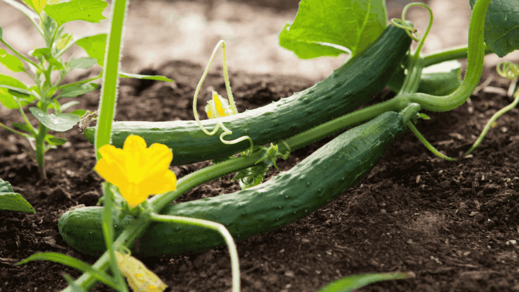 cucumbers growing on a garden vine with yellow blossoms and curling tendrils spreading across rich soil