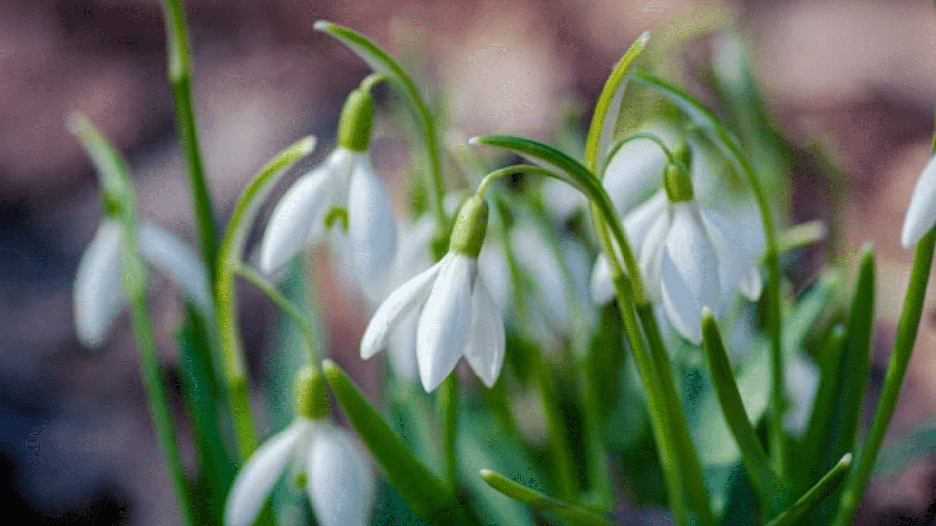delicate white snowdrop flowers hanging from slender green stems