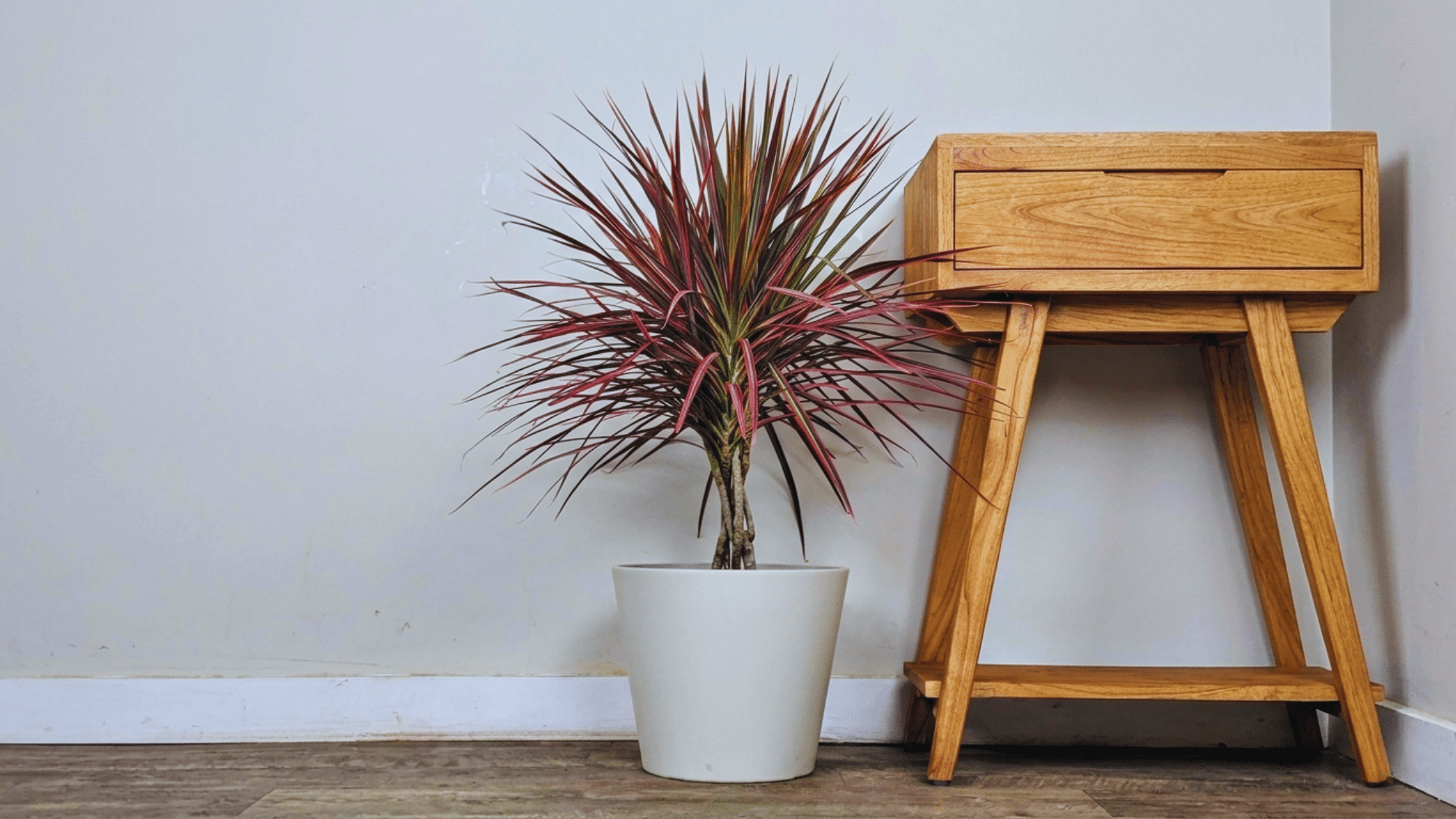 Dracaena Colorama plant with vibrant pink, red, and green leaves placed indoors next to a wooden cabinet table.