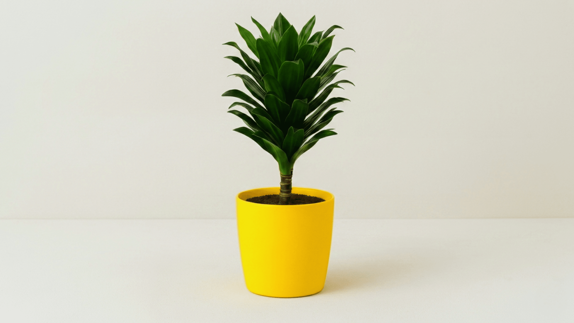 Dracaena Compacta plant with dense green foliage in a small decorative pot, placed neatly in a hall area.