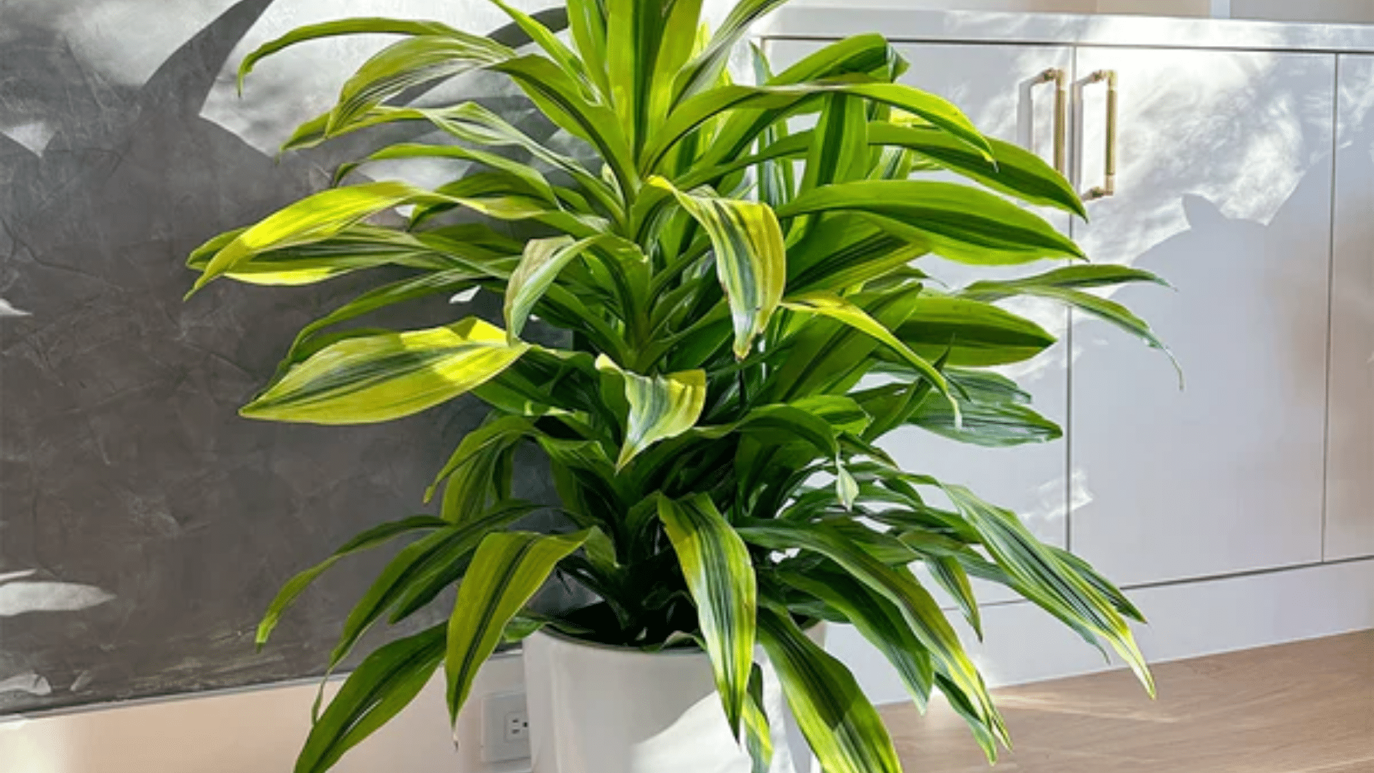Dracaena Lemon Lime plant with bright green and yellow striped leaves placed in front of a wooden cabinet.