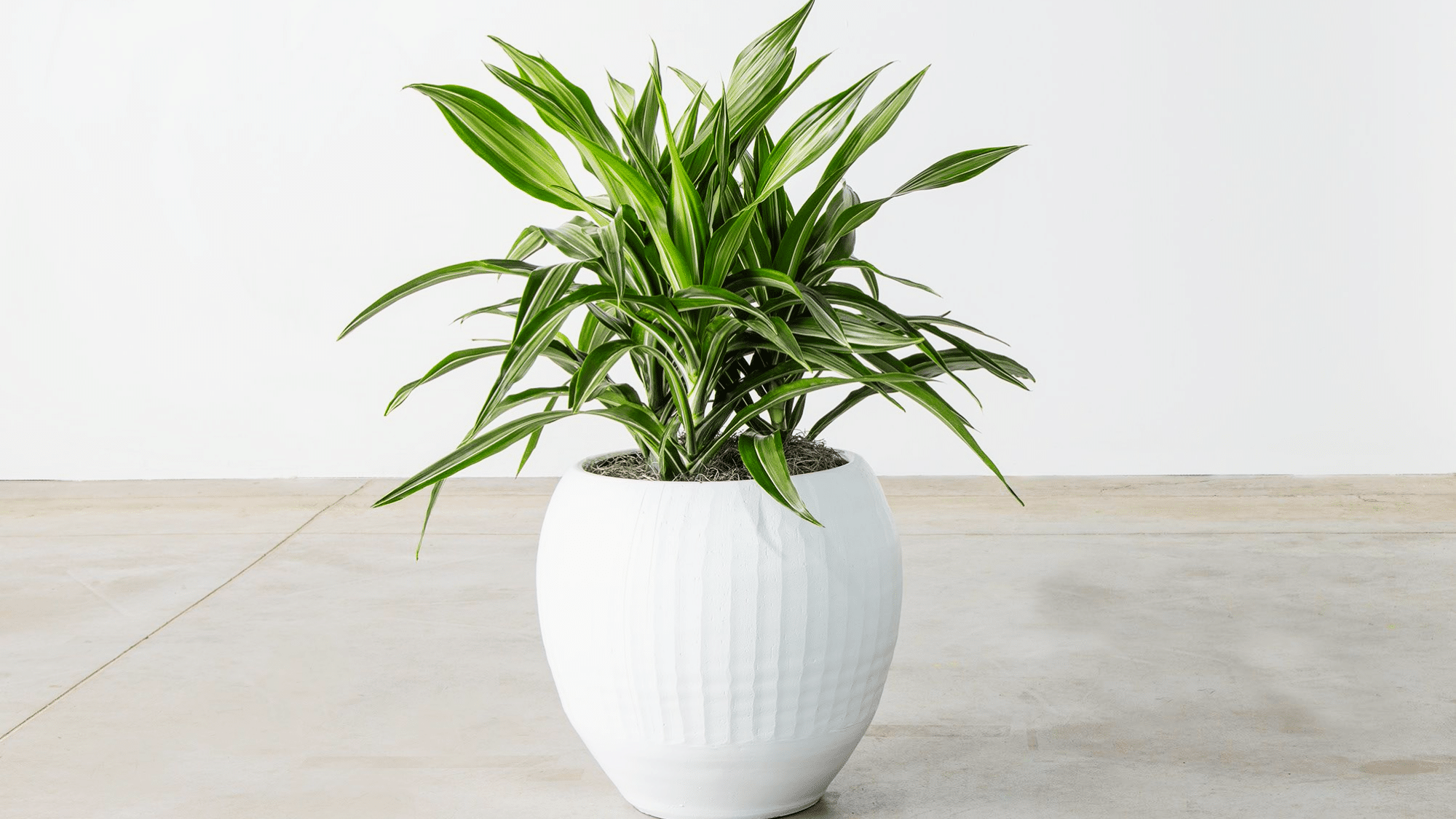 Dracaena Warneckii plant with white and green striped leaves in a decorative pot, placed in a bright hall area.