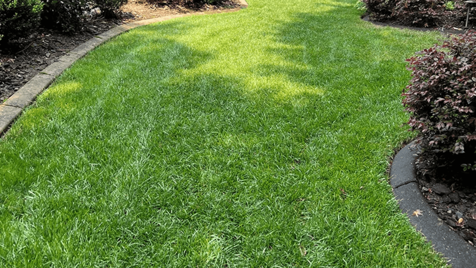 fine fescue grass with thin green blades and soft texture growing well in cool shaded lawn areas (1)