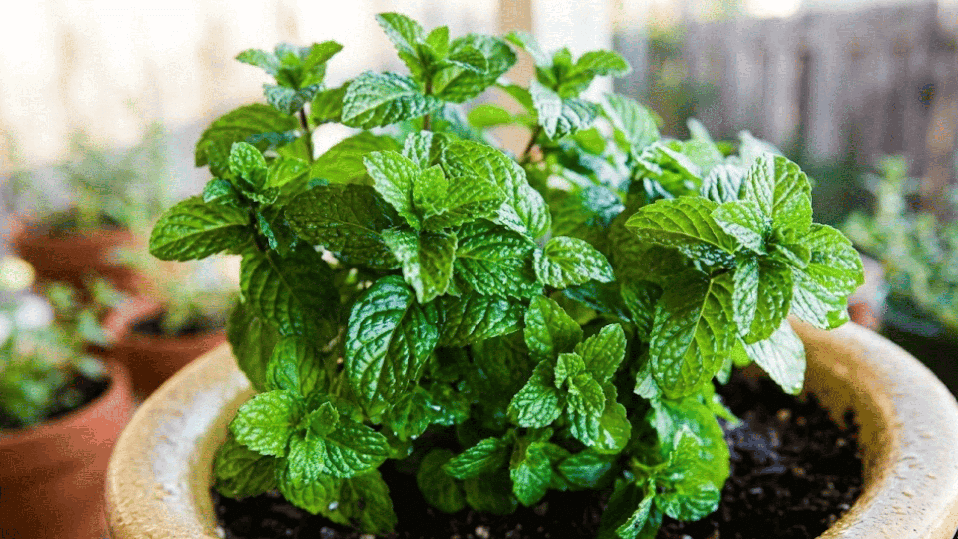 fresh mint plant with textured green leaves growing in a round pot filled with soil on a patio garden setting