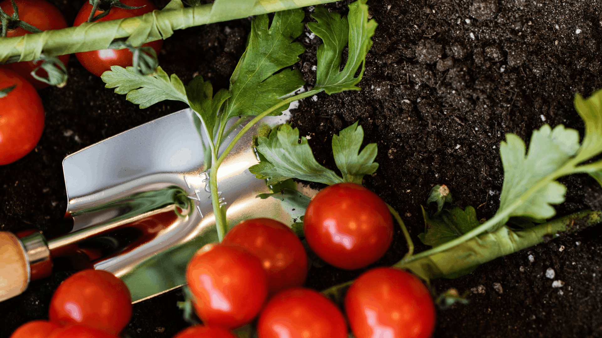 garden trowel resting on soil beside freshly harvested cherry tomatoes and green stems in a vegetable bed (1)