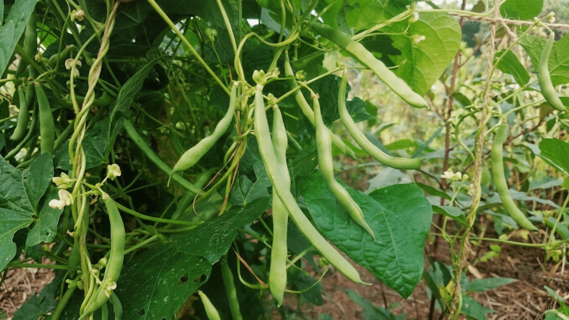green bean plant with slender bean pods and small white flowers growing in rich soil in a backyard vegetable garden