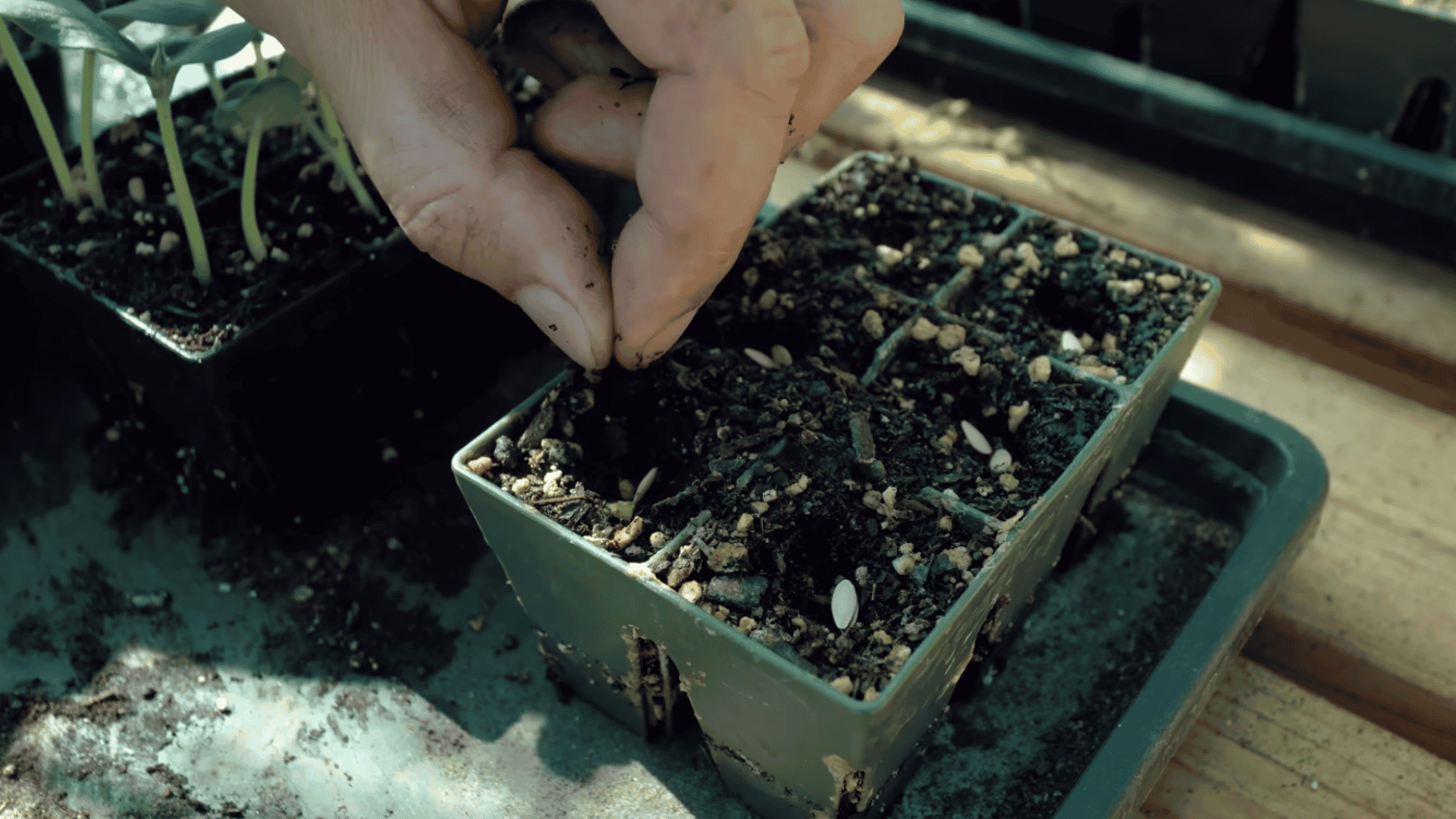 hand planting seeds into soil filled starter tray beside young seedlings in a greenhouse setting