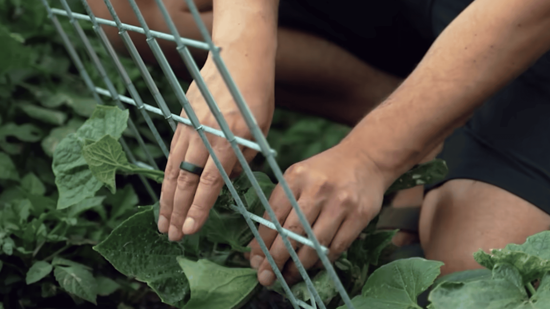 hands guiding cucumber vines through a metal trellis to support healthy garden growth