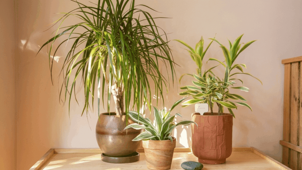 indoor dracaena plants in decorative pots placed on a wooden table near a bright sunny window indoors