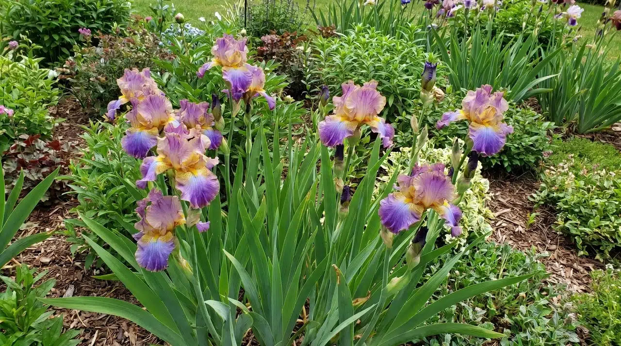Vibrant iris flowers blooming in a sunny garden.