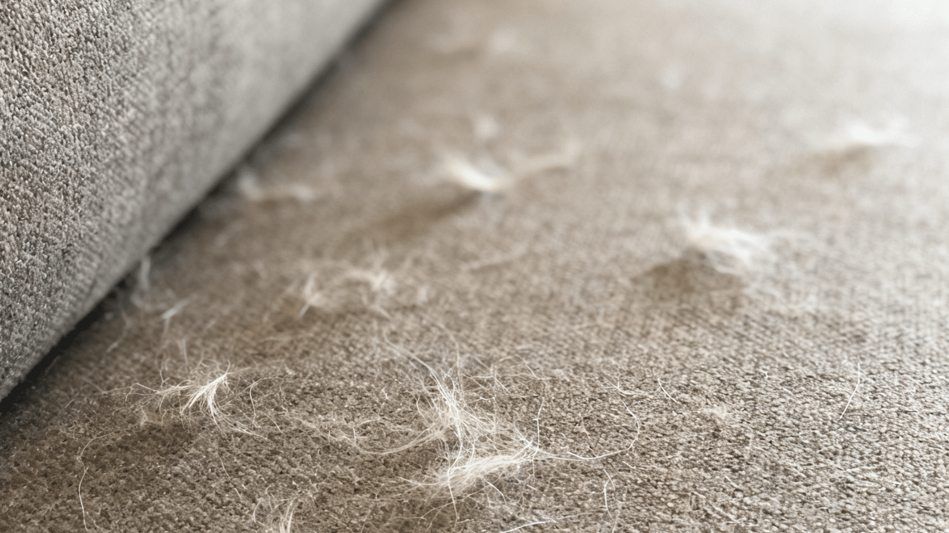 light colored pet fur scattered across a soft fabric couch cushion in a close up indoor scene