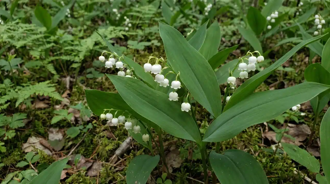 White lily of the valley flowers growing in a woodland garden.
