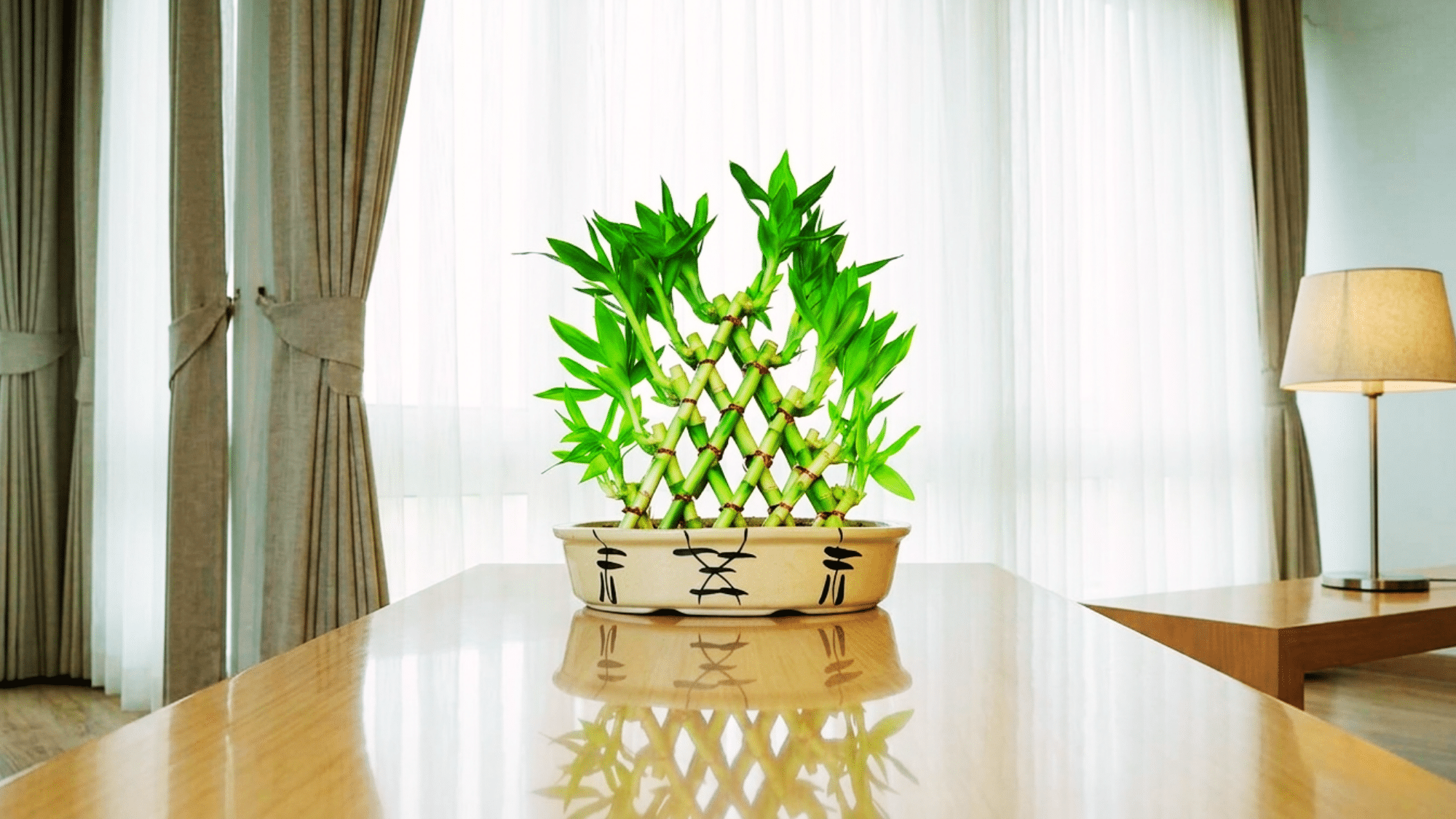 Lucky Bamboo (Dracaena sanderiana) plant with upright green stems placed in a glass hexagon bowl in front of a window with sheer curtains.