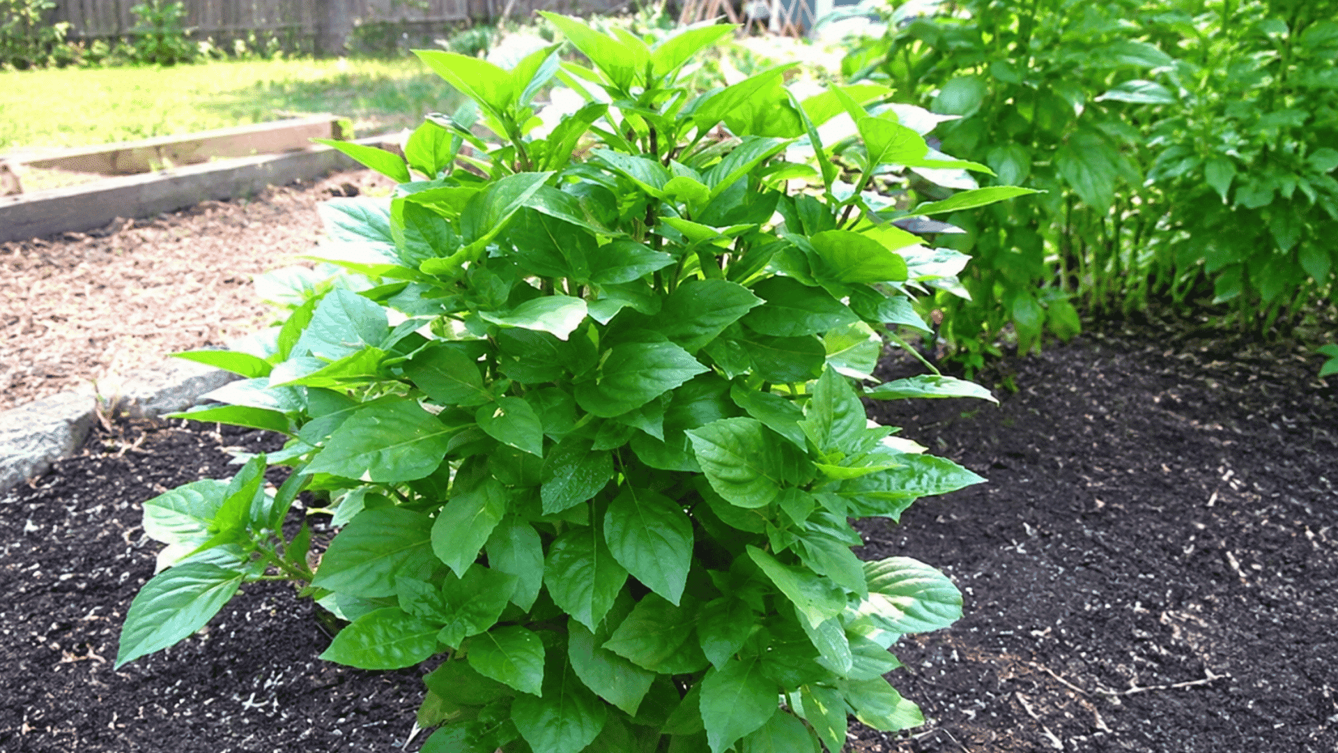 lush green garden shrub growing in dark soil within a backyard raised bed surrounded by healthy leafy plants