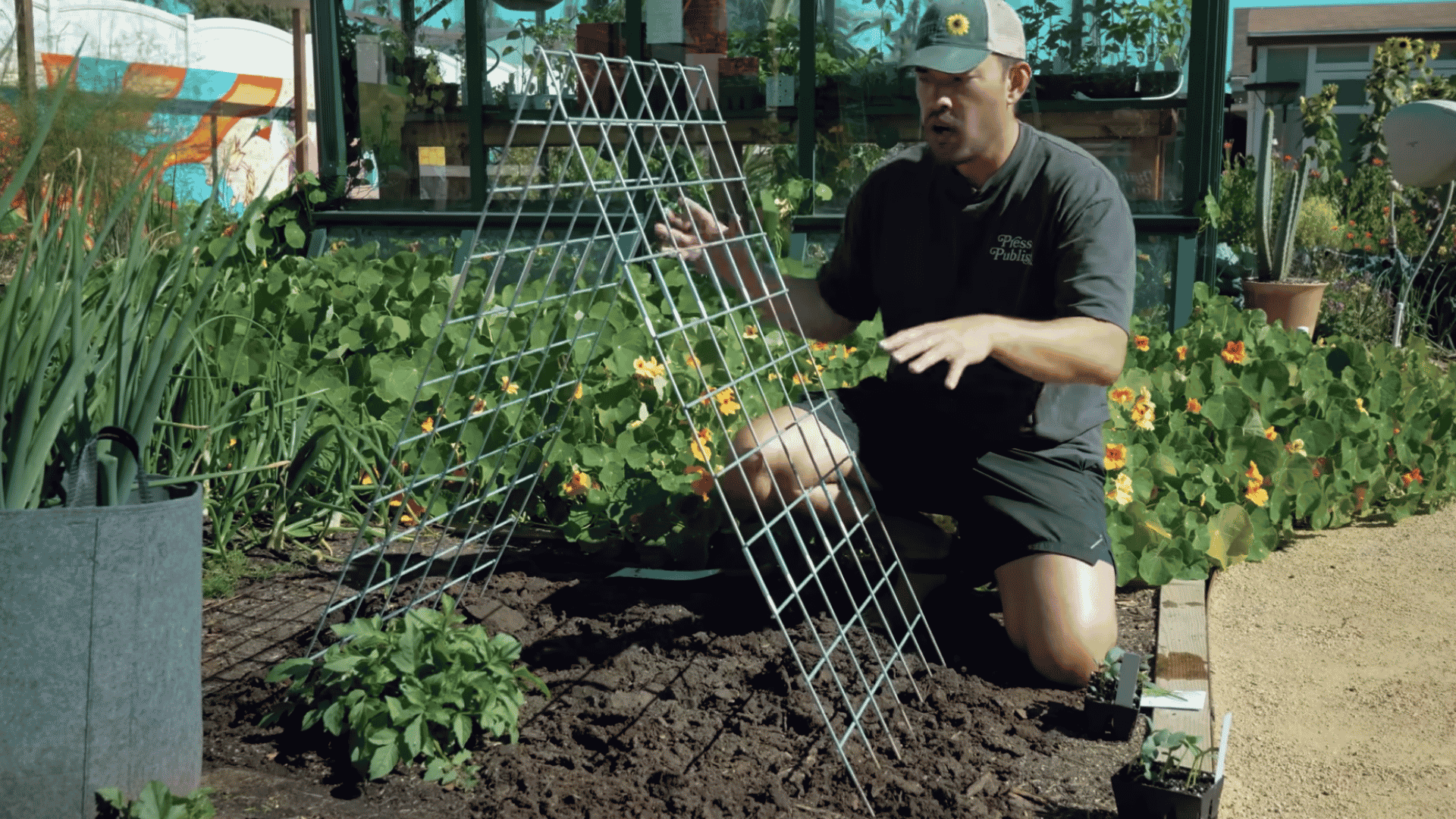 man kneeling beside metal garden trellis in a vegetable bed demonstrating plant support structure (1)
