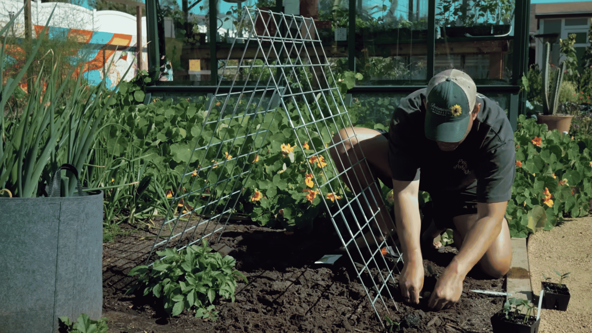 man kneeling beside metal garden trellis in a vegetable bed demonstrating plant support structure