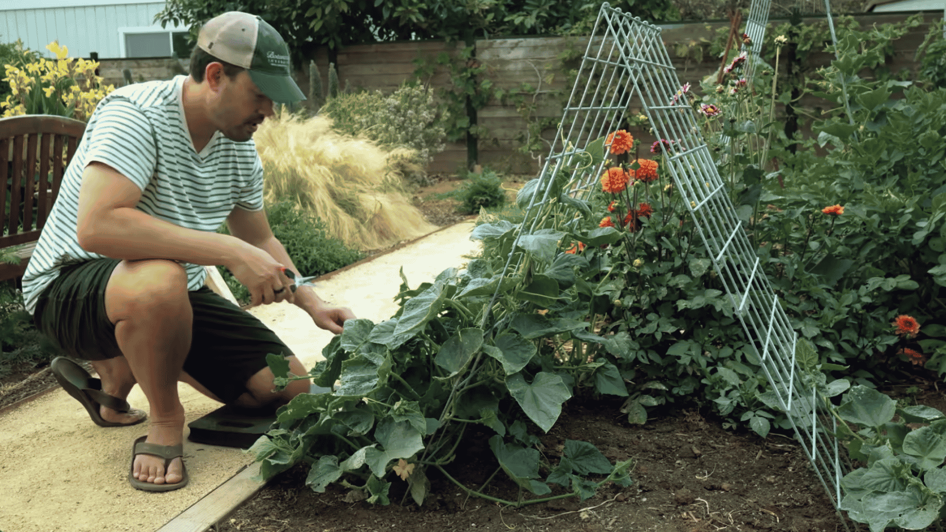 man tending cucumber vines beside a metal trellis surrounded by flowers and vegetable plants