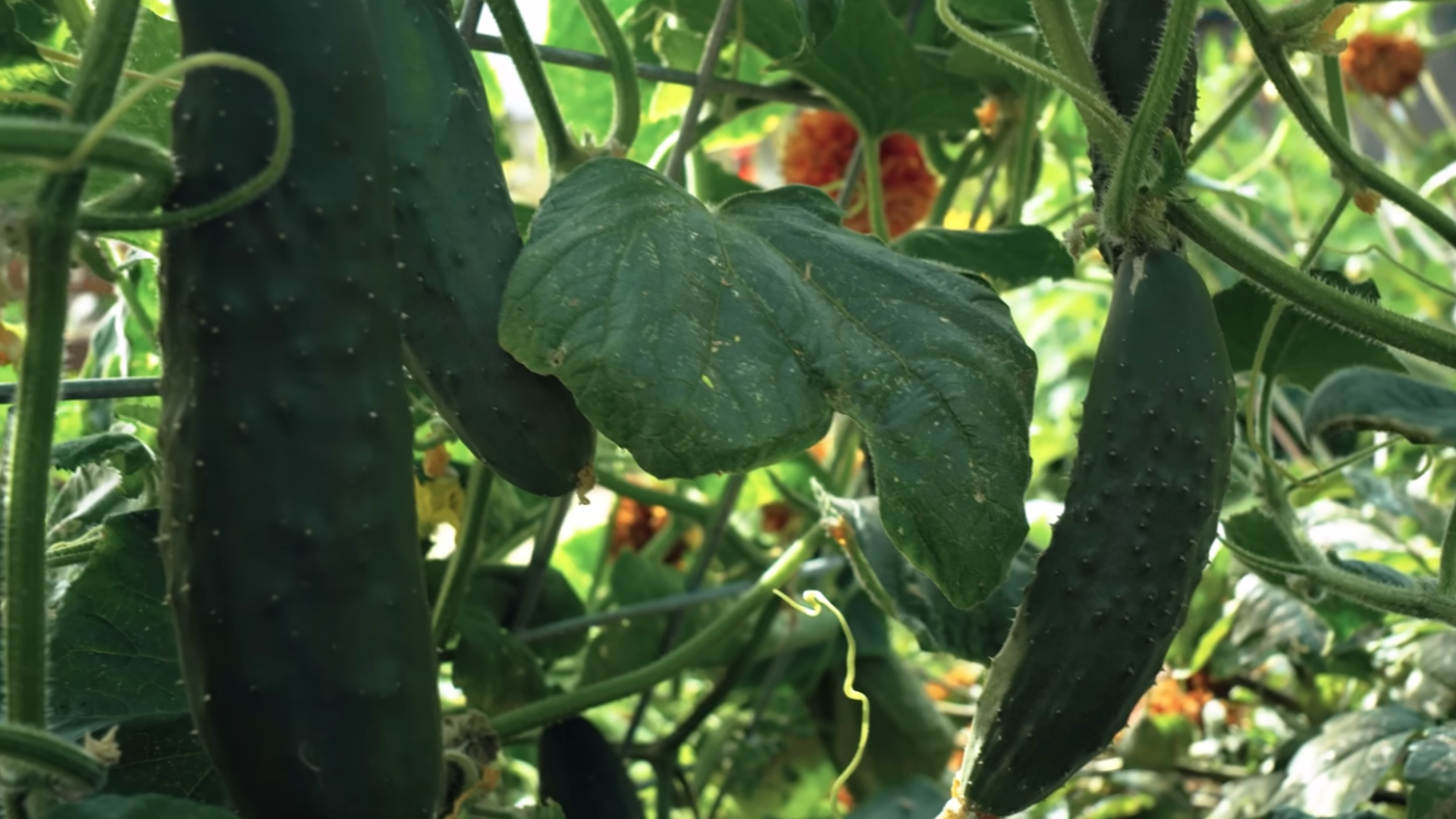 mature cucumbers hanging from dense green vines beneath a trellis in a productive garden bed