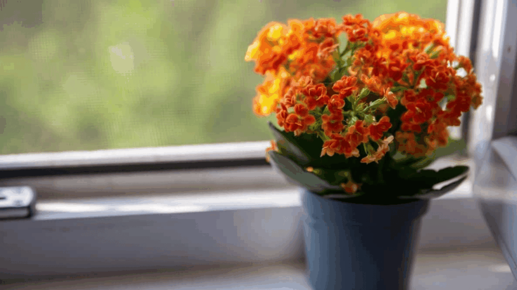 orange kalanchoe plant blooming on a windowsill with green leaves and soft natural light indoors