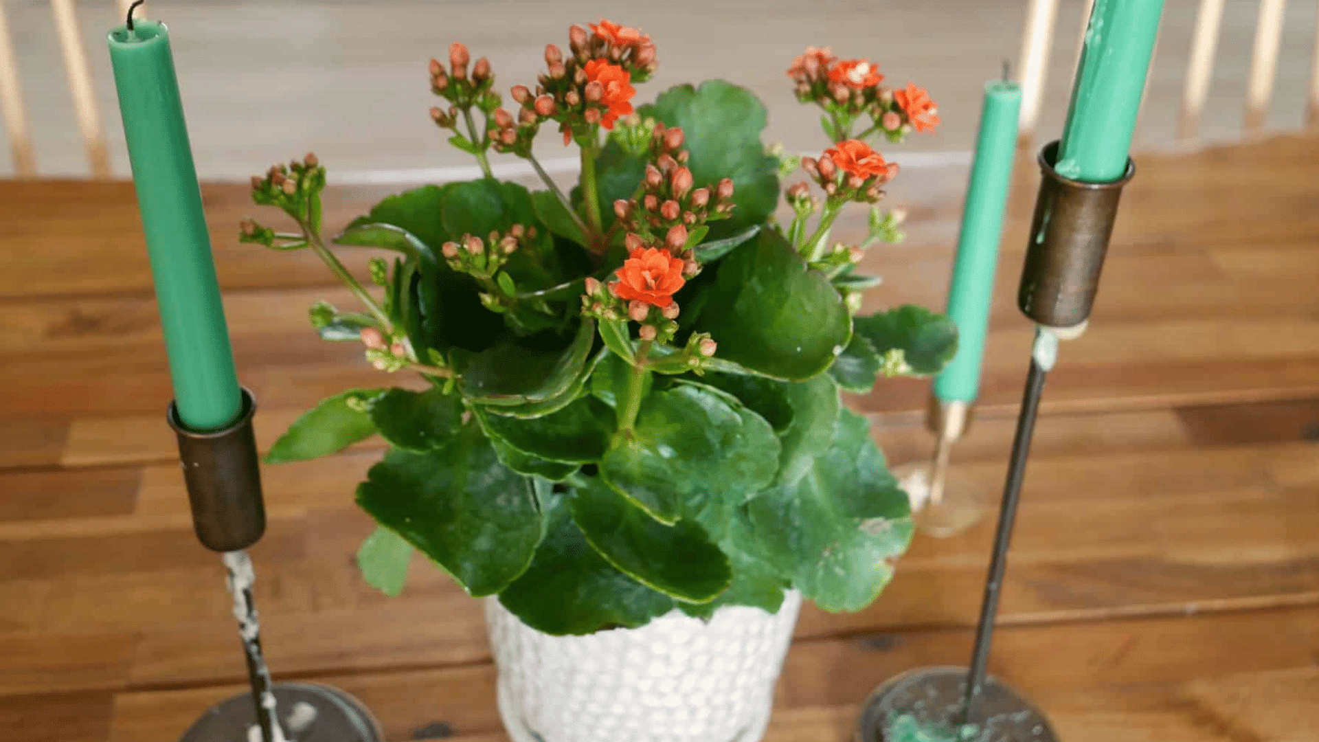 orange kalanchoe plant with thick green leaves growing in a white pot on a wooden table indoors
