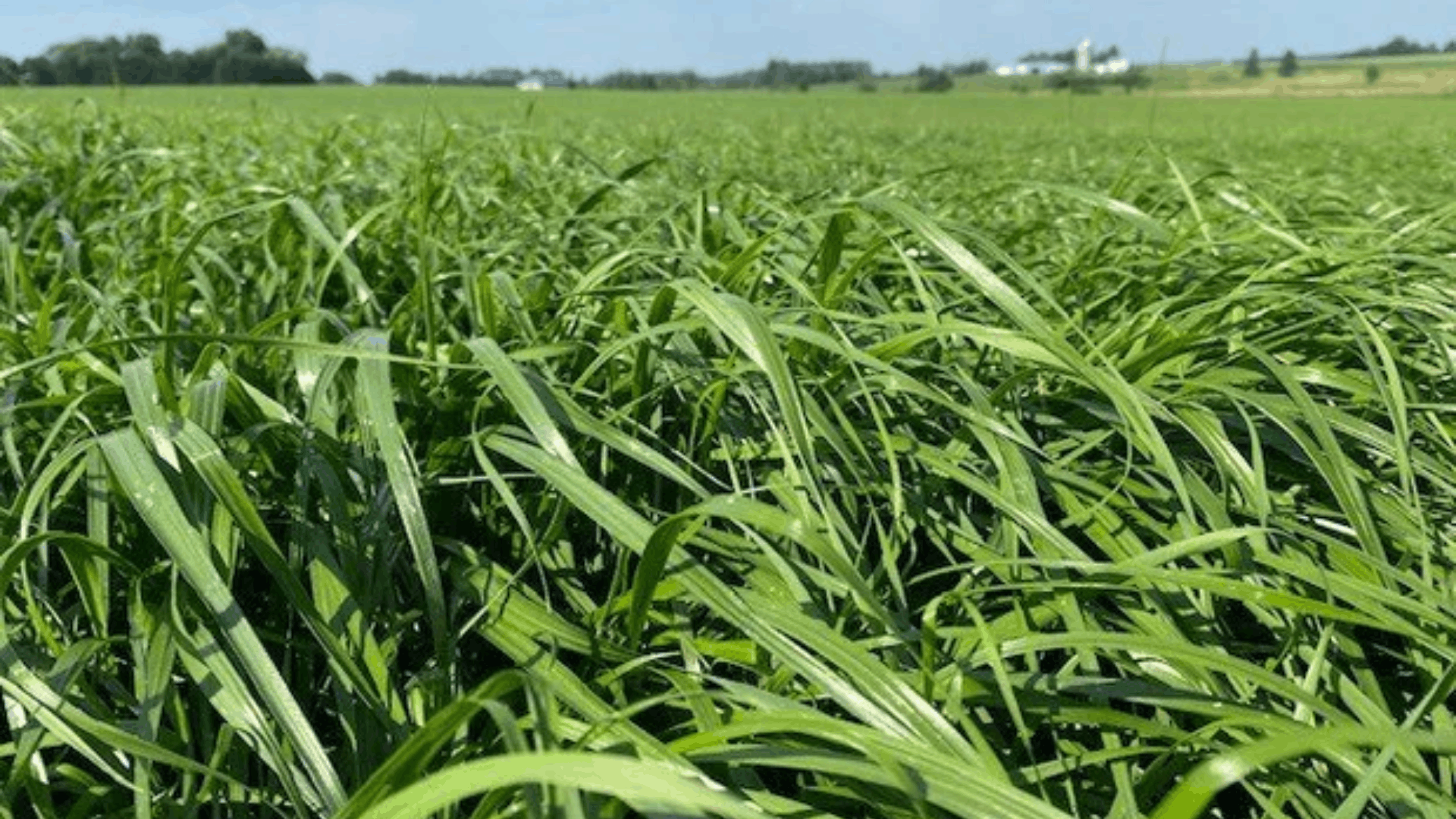 perennial ryegrass with bright green blades and quick growth suited for cool season lawns and overseeding (1)