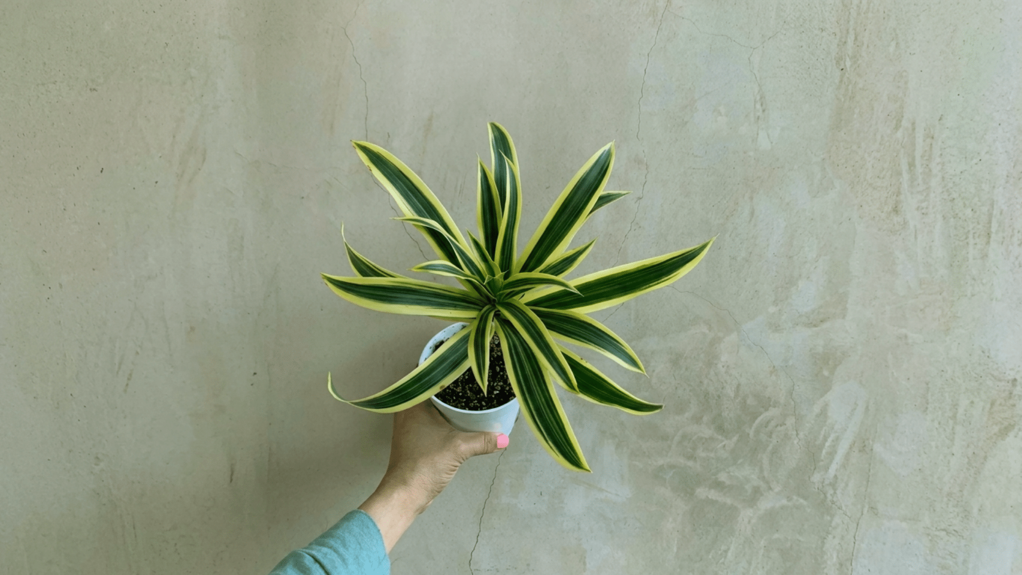 Person holding a Dracaena Reflexa (Song of India) plant with yellow and green variegated leaves, preparing to place it indoors.