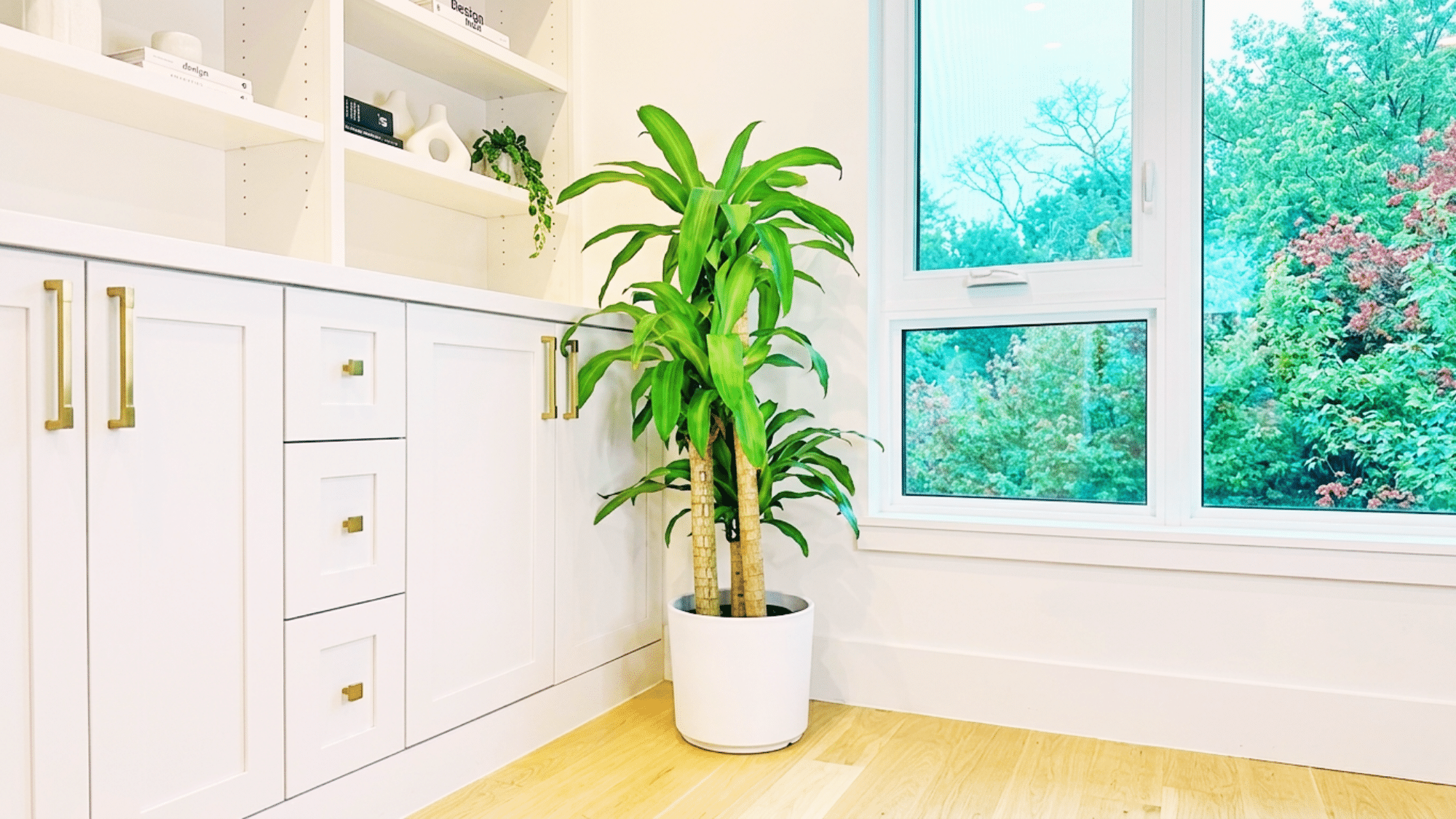 Person holding a Dracaena Reflexa Song of India plant with yellow and green variegated leaves, preparing to place it indoors.