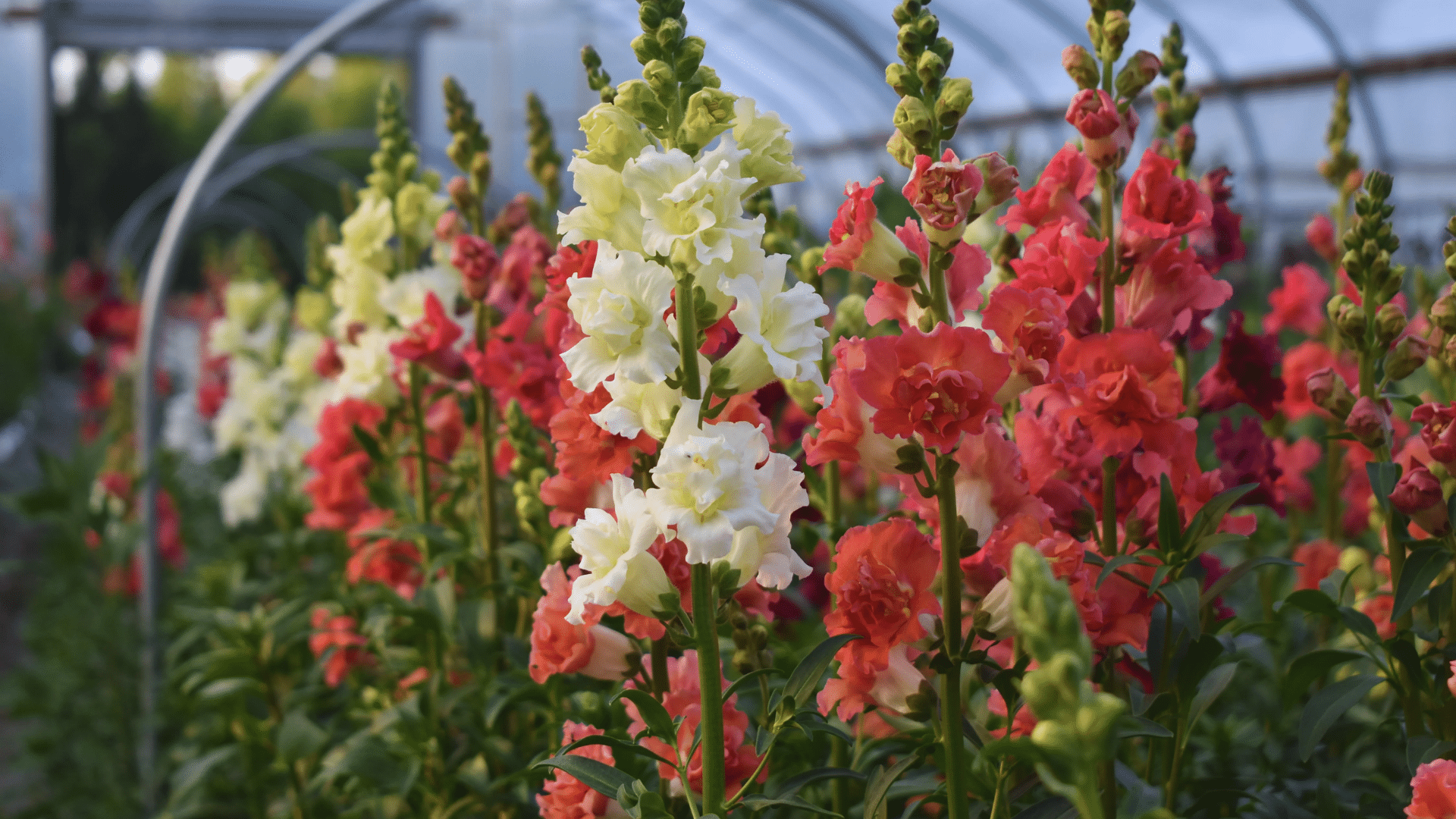 pink and white snapdragon flowers blooming in a colorful garden field with trees