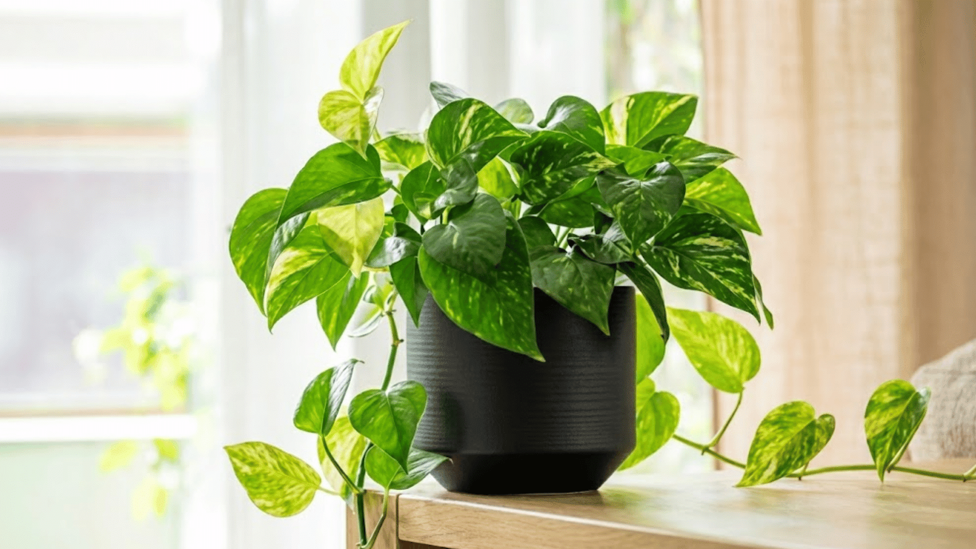 pothos plant with trailing green and yellow leaves in a black pot on a wooden table near a bright window indoors