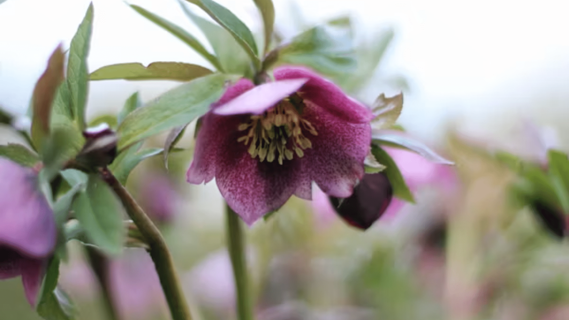 purple hellebore flower blooming among green leaves with soft blurred background