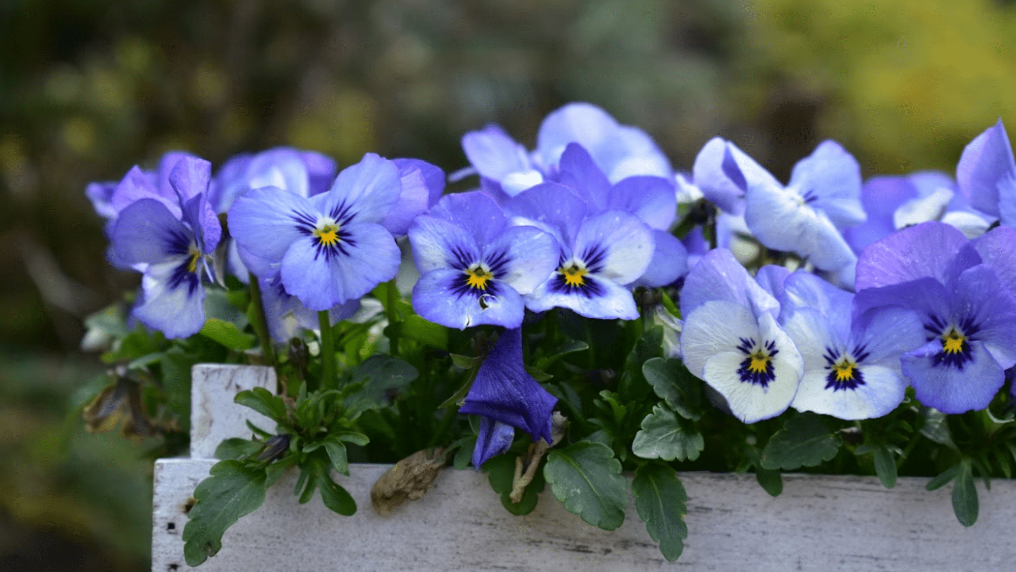 resh pansy flowers in a seasonal home garden setup.