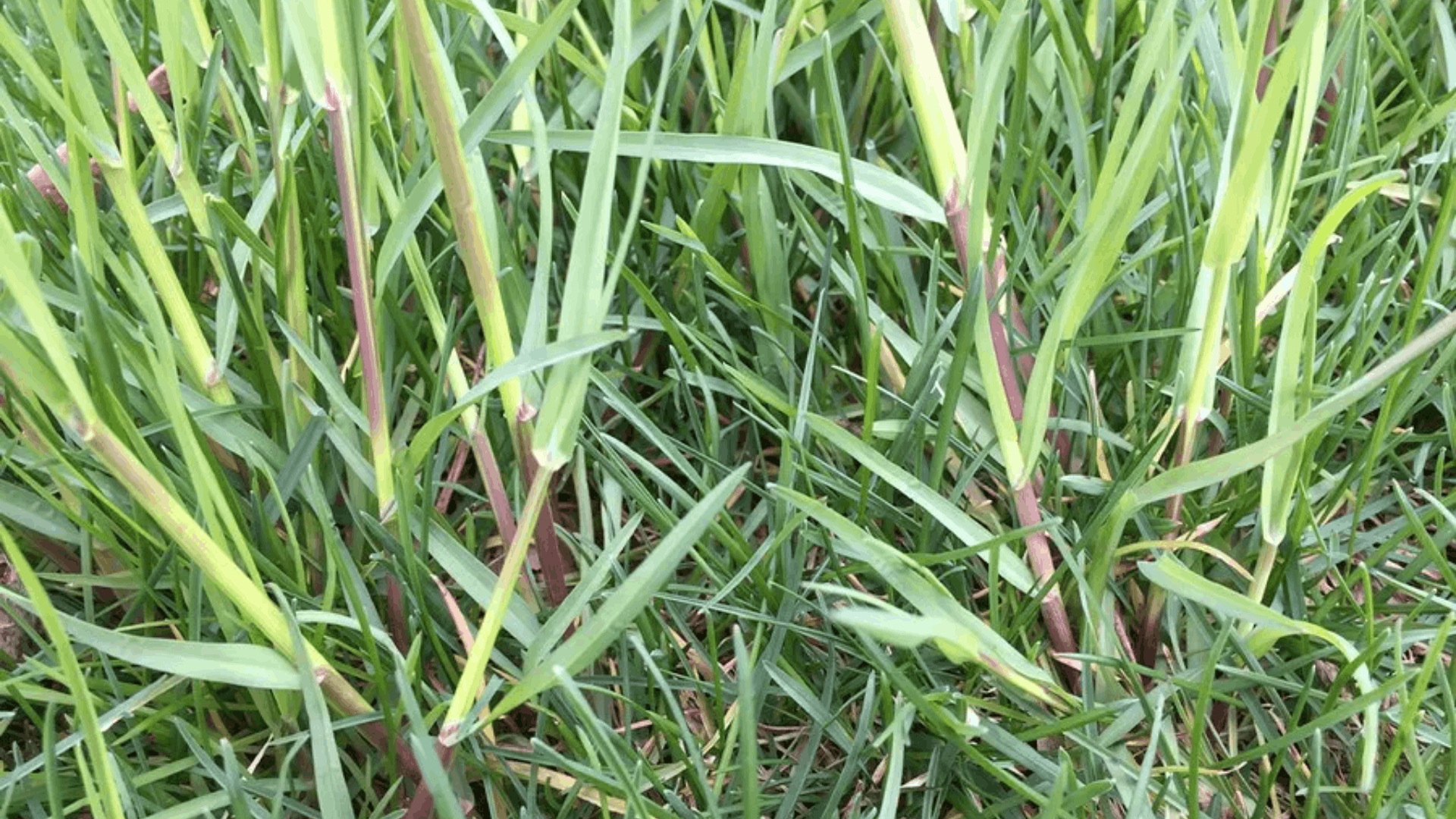 rough bluegrass growing in moist shaded areas with soft green blades and a thick cool season lawn texture (1)