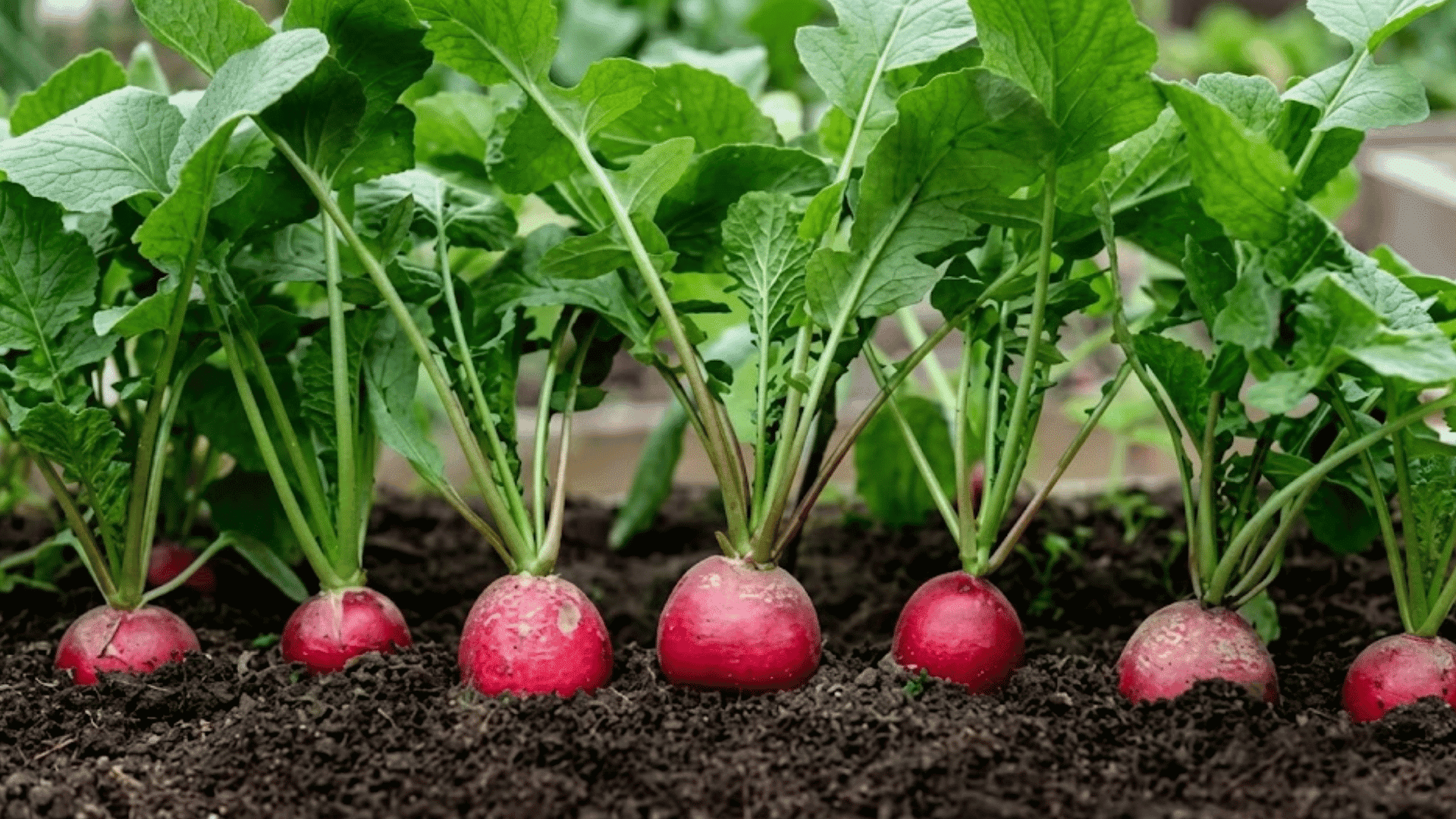 rows of red radishes growing in dark soil with leafy green tops in a raised garden bed ready for harvest