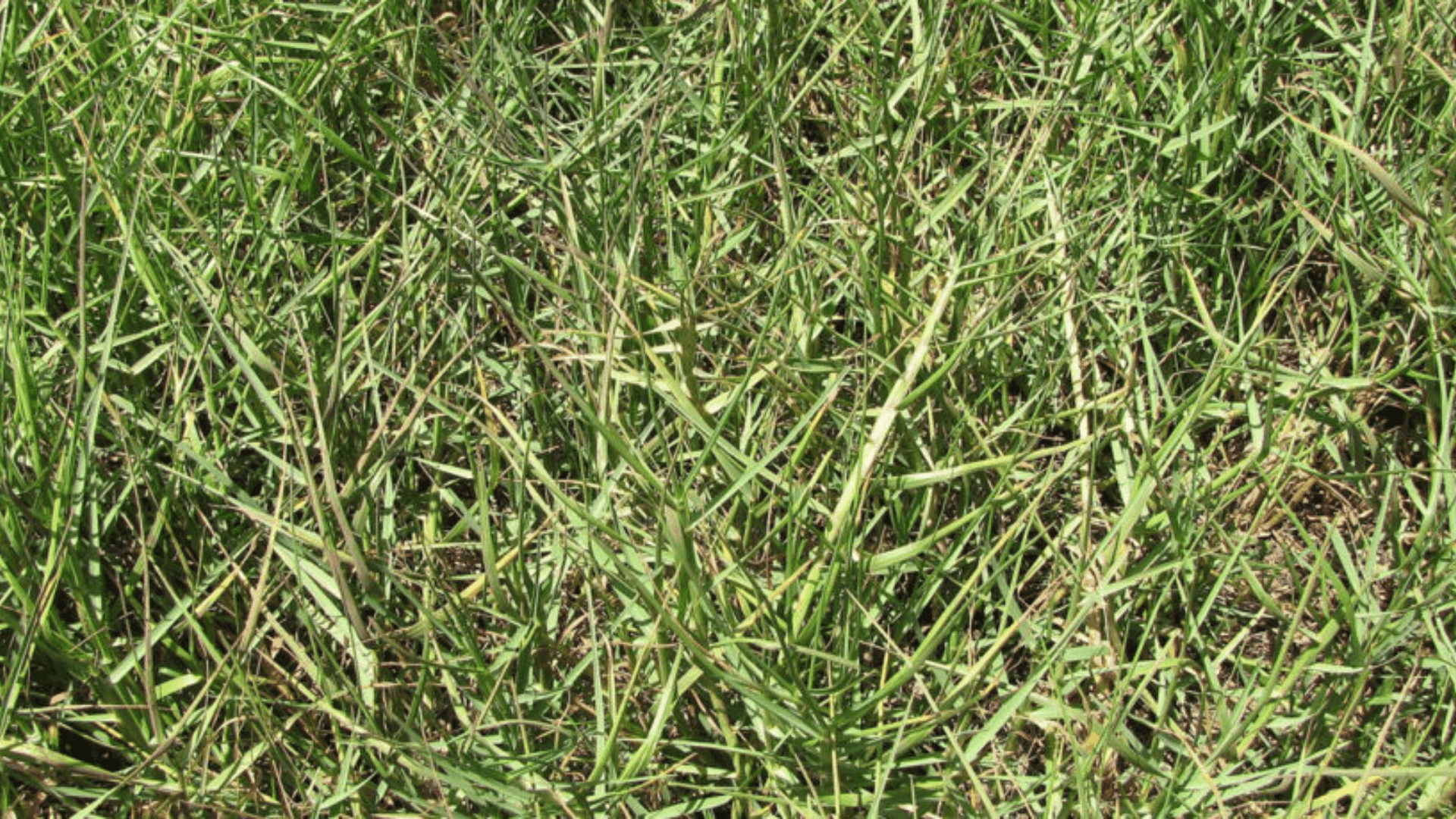 seashore paspalum with green salt tolerant blades growing well in coastal lawns and sandy landscapes (1)