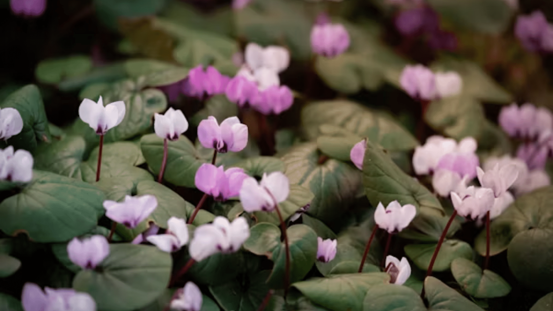 small pink and white cyclamen flowers growing among broad green leaves
