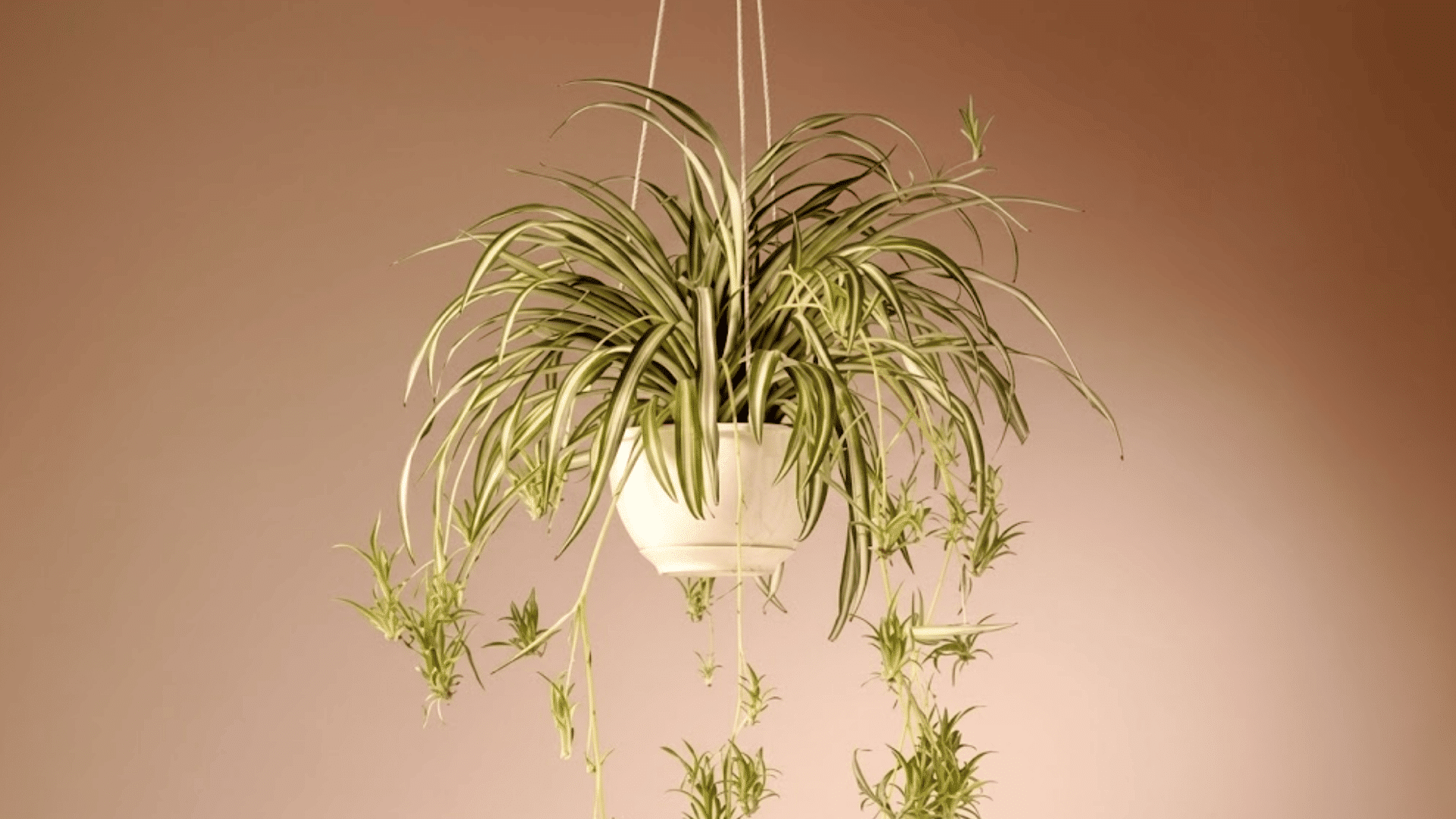 spider plant in a hanging white pot with long striped leaves and cascading plantlets against a soft beige background